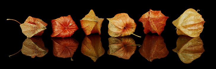 Herbst-Dekorationen, Herbst Dekoration, Herbst, Dekoration, Blätter welken, Orange, Toten