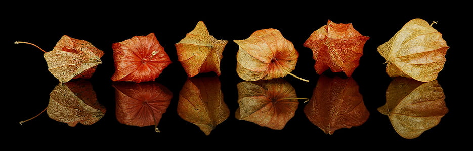 fall decorations, autumn decoration, autumn, decoration, leaves withered, orange, dead