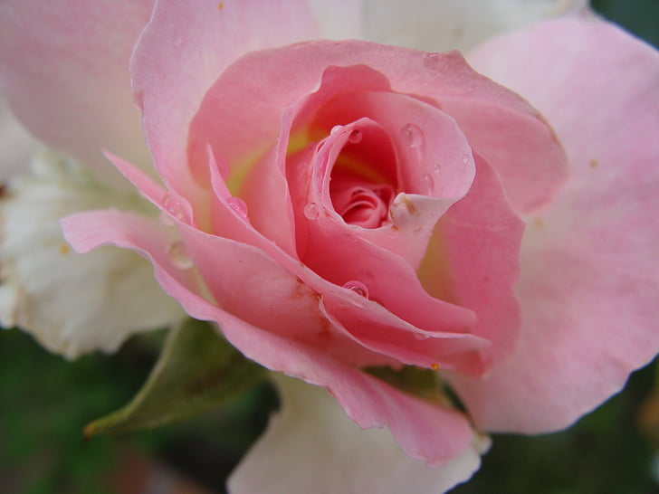 Rosa, bunga, alam, merah muda, warna pink, kelopak, tanaman