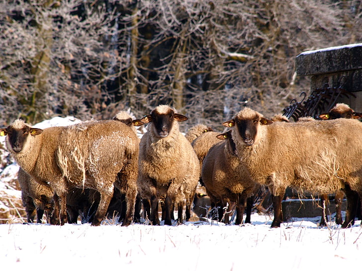 sheep, flock, flock of sheep, herd animal, animals, wool, schäfchen