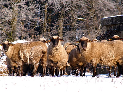 ovelhas, rebanho, rebanho de ovelhas, animal de rebanho, animais, lã, schäfchen