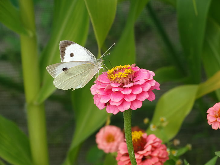 papallona, flor, verd, Rosa, blanc, un animal, fragilitat
