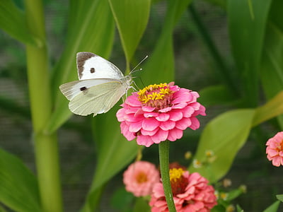 motýl, květ, zelená, růžová, bílá, jedno zvíře, křehkost