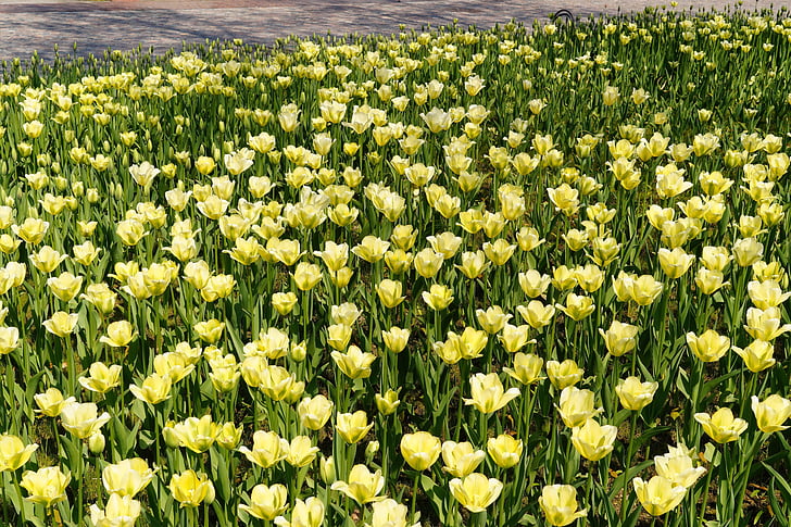 tulipas, campo de tulipa, amarelo, tulpenbluete, colorido, Parque