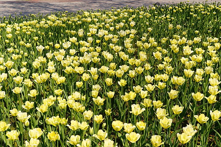 Tulpen, Tulpenfeld, gelb, tulpenbluete, bunte, Park