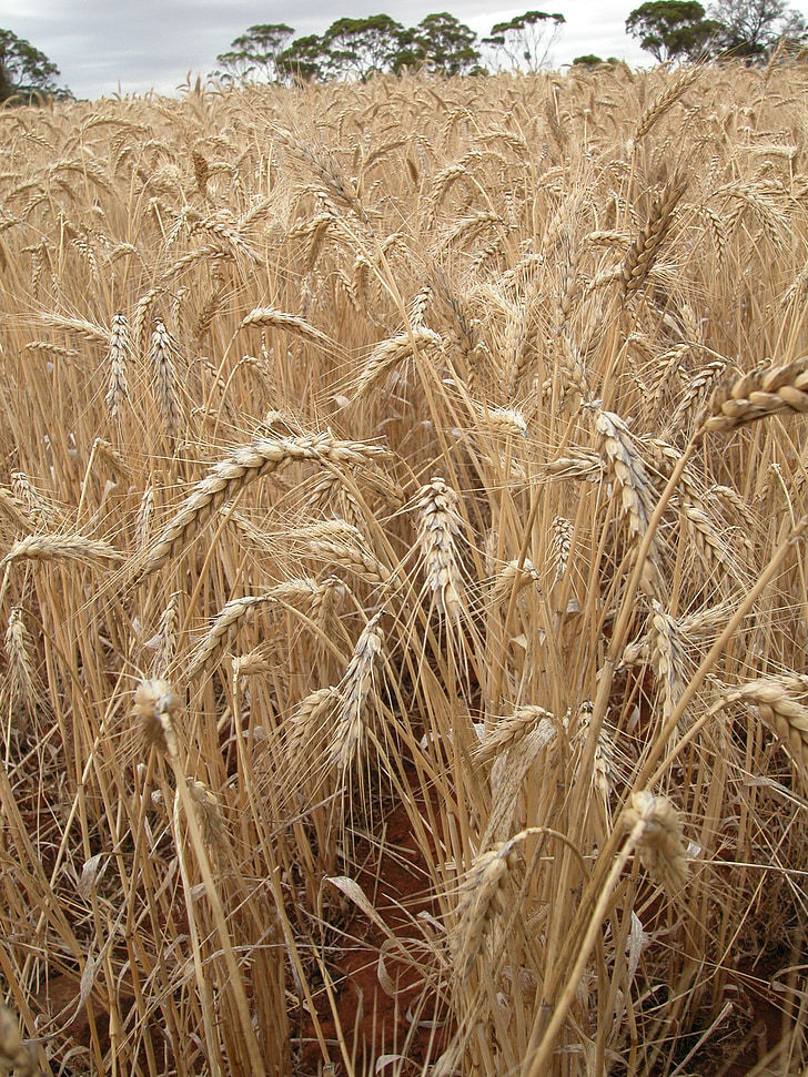 gandum, ladang gandum, sereal, pemandangan, pertanian, gandum, bidang