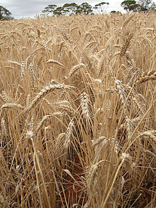 grâu, câmpul de grâu, cereale, peisaj, agricultura, cereale, câmp
