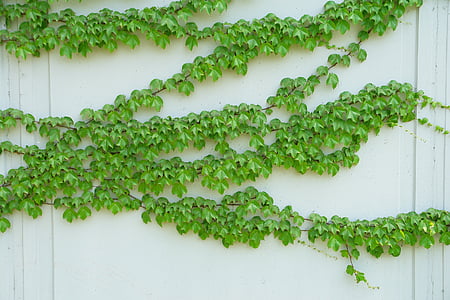 ivy, vine, plant, green, leaf, green leaf, climbing