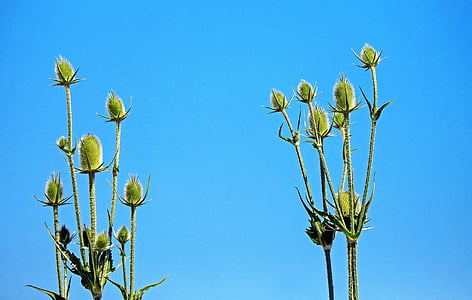 wild teasel, thistle, prickly, shades of green, sky, blue, plant