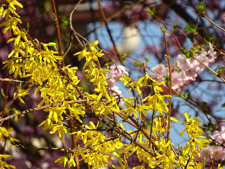 primavera, natura, fiori