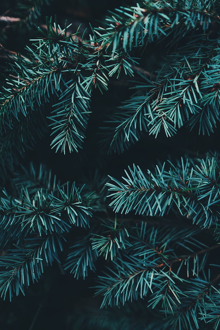 jul, träd, lämnar, grön, Evergreen, FIR, gren