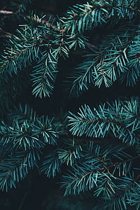 christmas, tree, leaves, green, evergreen, fir, branch