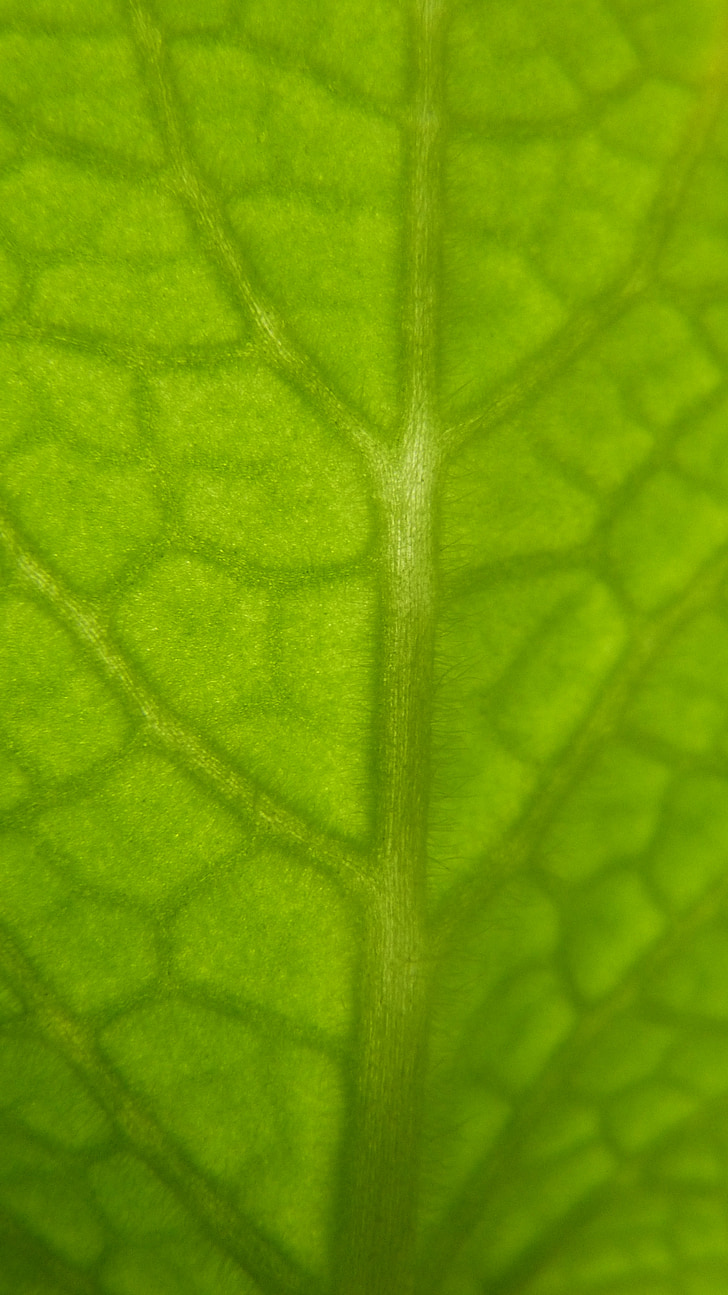 feuille, Herb, vert, structure, feuille, nature, plante