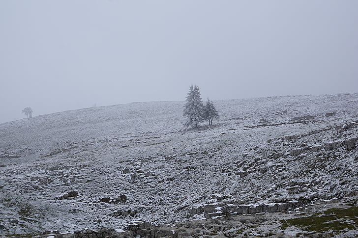 туман, взимку, дерево, краєвид, Природа, сніг, поле
