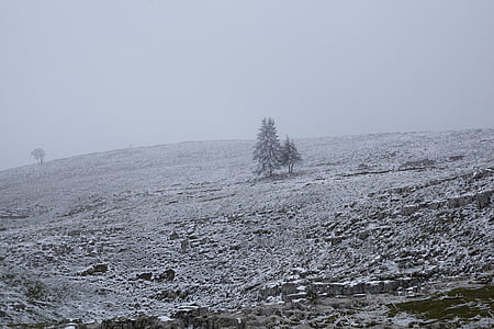 туман, Зима, дерево, пейзаж, Природа, снег, поле
