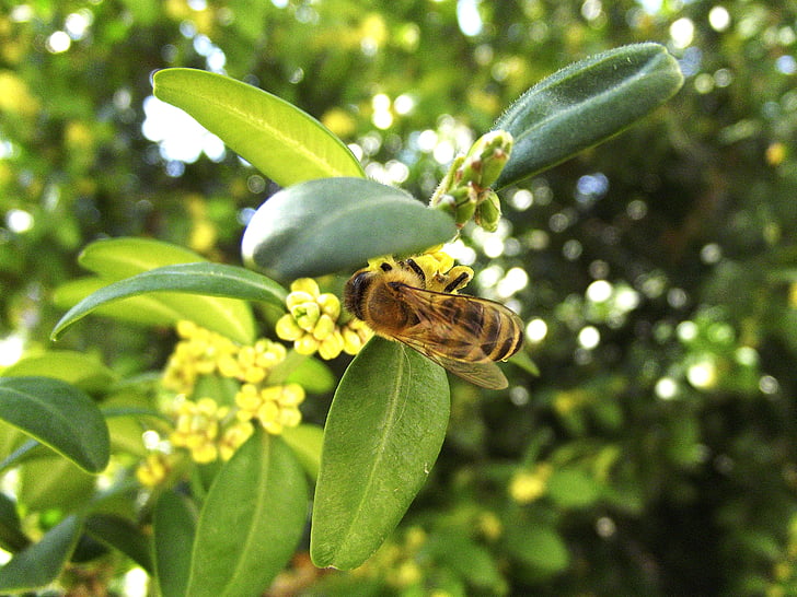 bee, spring, pollen