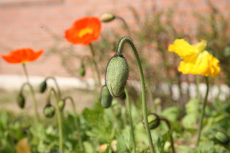 罂粟, yanggwibikkot, 春天, 自然, 植物, 花, 春天的花朵