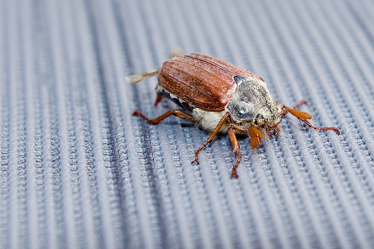 Luonto, Beetle, toukokuuta beetle