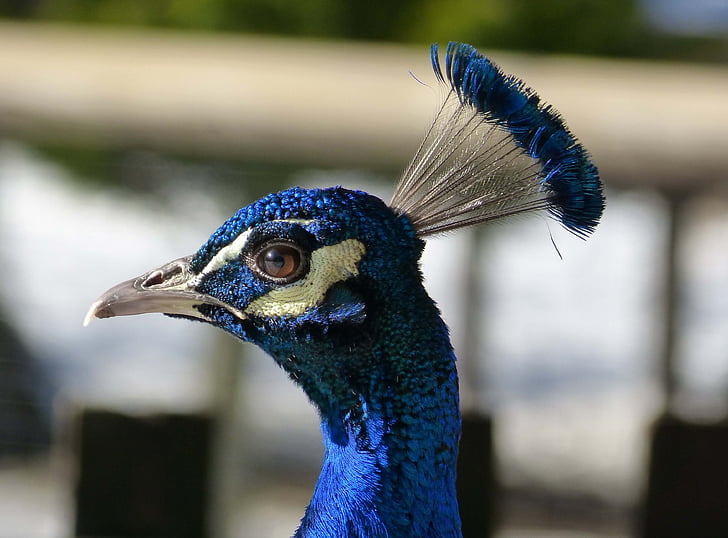 Peacock, sininen, lintu, muotokuva, sulka, eläinten, Luonto