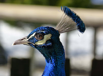 peacock, blue, bird, portrait, feather, animal, nature