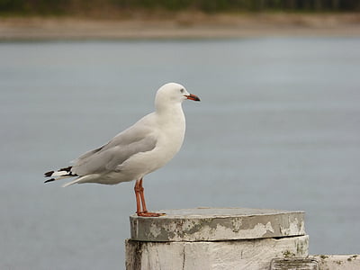 seagull, sea, gull, bird, wildlife, seabird, water