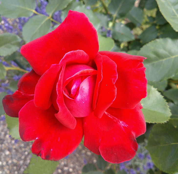 rosas, rosa vermelha, natureza, flores