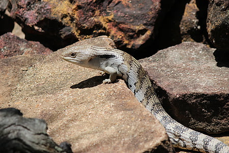 lizard, bluetongue, australian, fauna, animal, blue, tongue