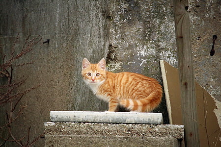 gato, bebé gato, piedra, muro de piedra, pared, antiguo, gatito