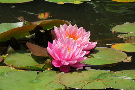 water lily, flower, heritage museums, cape cod, pink, aquatic