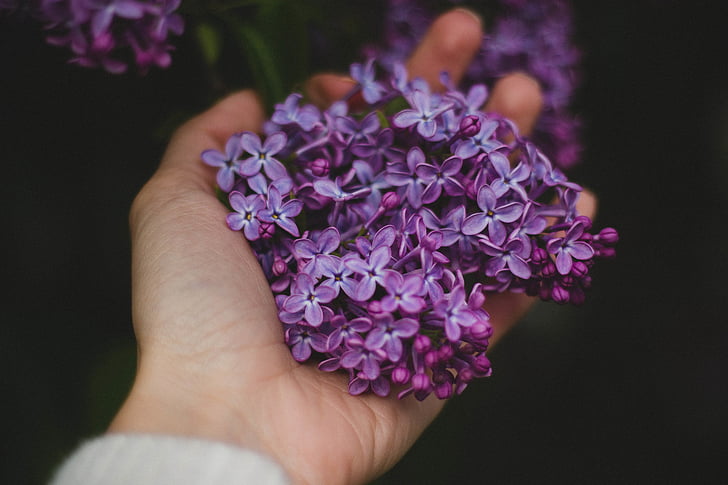 hand, palm, violet, purple, flower, petals, outdoor
