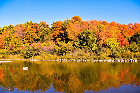 efterårsfarver, Canada, landskab, farverige, blade, vand, udendørs