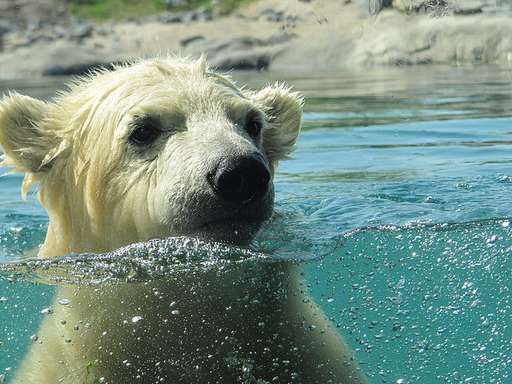 Polar bear, vicks, Rotterdam, Blijdorp, zooloģiskais dārzs, peld, ūdens