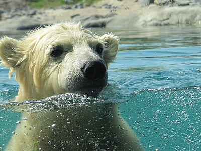 Kutup ayısı, Vicks, Rotterdam, ayağında, Hayvanat Bahçesi, yüzüyor, su