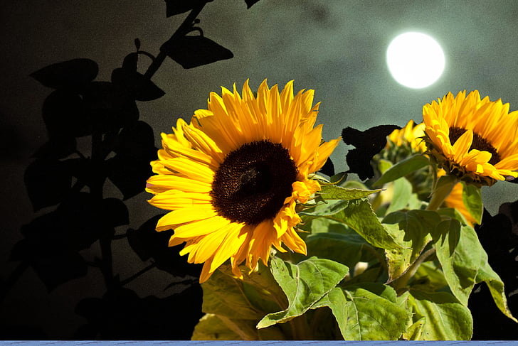 saules puķe, saule, mēness, debesis, daba, mākoņi, saulespuķes