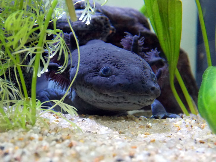 Axolotl, mélanique, noir, mâle, Ambystoma, mexicanum, tête
