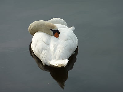 スワン, 白鳥を眠っています。, 自然, 鳥, 動物, 野生動物, 湖