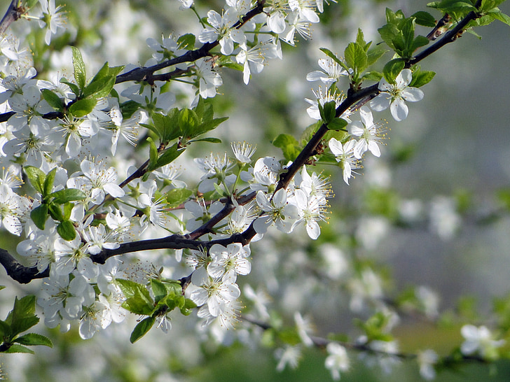 äppelblom, träd, våren, april, Blossom, Bloom, äppelträd