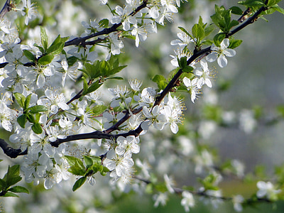 苹果树上的花, 树木, 春天, 4 月, 开花, 绽放, 树上苹果