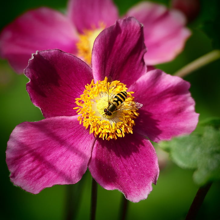 bloem, roze, geel, insect, Wasp, natuur, plant