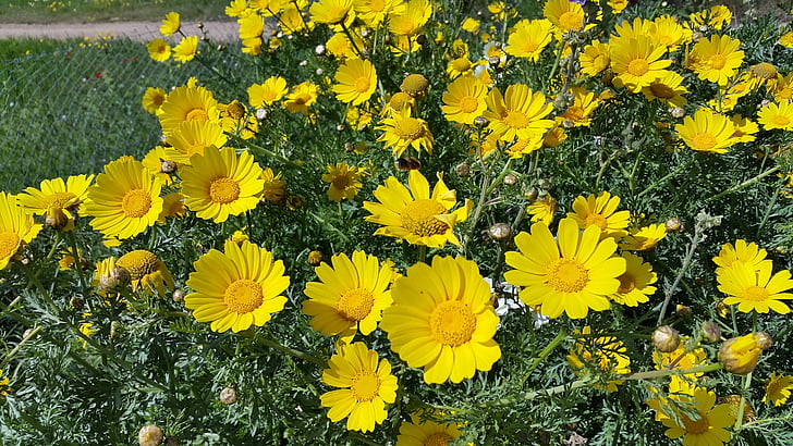 żółty, wiosenne kwiaty, Mallorca
