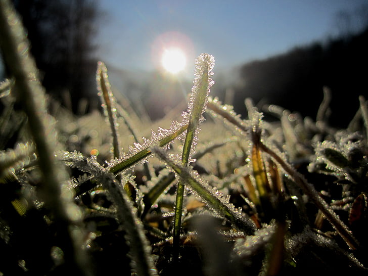 froide, Frosty, mûres, hiver, nature, glacé, hivernal