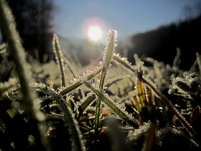 cold, frosty, ripe, winter, nature, iced, wintry