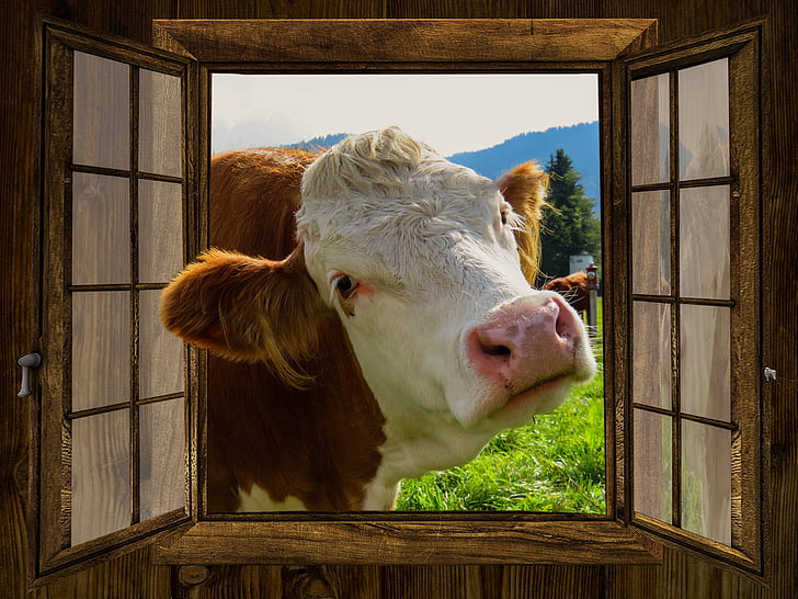 window, cow, alm, hut, meadow, pasture, farm