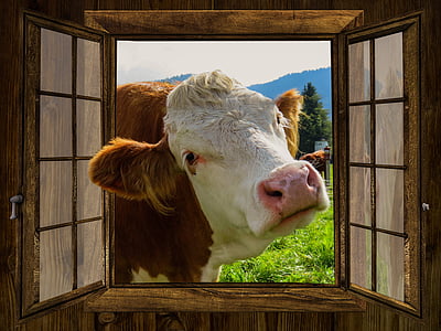 fenêtre de, vache, ALM, Hut, Meadow, pâturage, ferme