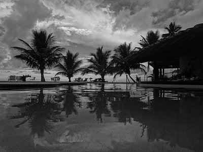 arbre de coco, vacances, vocació, complex, cocos, tropical, piscina