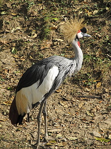 vainagots crane, aizvērties, putns, sarkana, balta, melna, savvaļas dzīvnieki