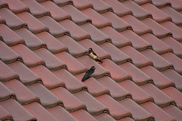 roof, tile, tiled roofs, birds, texture, background, roof Tile