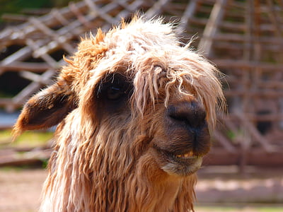 alpaca, Lama, động vật, lông, fluffy, đầu, tóc