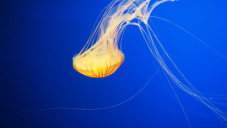 jellyfish, water, underwater, animal, ocean, marine, sea