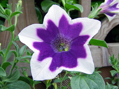 Pétunia, Blossom, Bloom, Purple, blanc, fleur, nature